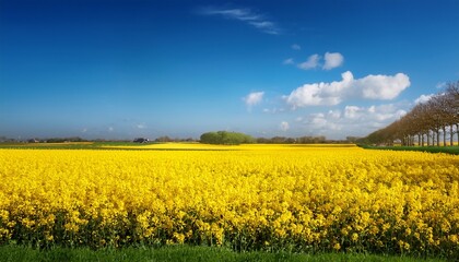 Obraz premium blooming yellow rapeseed field under clear blue sky in dutch countryside