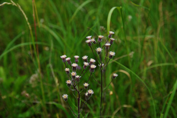 Melkolepestnik ustionem (lat. Erigeron acris)