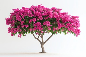 Vibrant Bougainvillea Tree Blooming in Spring Pink Blossoms Nature s Beauty Floral Abundance