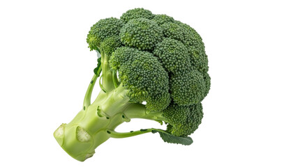 Isolated Fresh Broccoli Floret