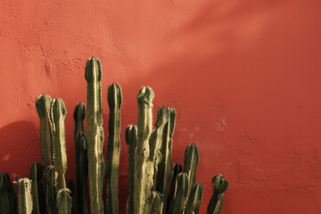 Vertical green cactus plants growing against textured warm terracotta wall under bright natural daylight, creating a vibrant desert-inspired scene with strong shadows.