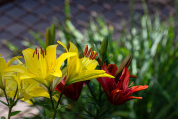 Beautiful fresh yellow and red  lilies in the park. Floriculture. Close up.
