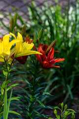 Beautiful fresh yellow and red  lilies in the park. Floriculture. Close up.