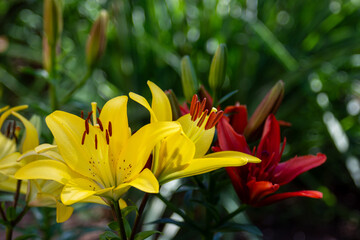 Beautiful fresh yellow and red  lilies in the park. Floriculture. Close up.