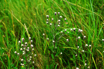 Melkolepestnik ustionem (lat. Erigeron acris)