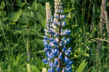 Purple tall flowers. A close-up photo of purple lupine flowers blooming in a summer field. Beautiful natural background with blooming flowers in the summer months.
