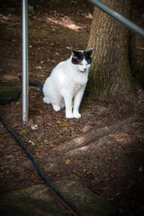 A wild white tuxedo cat sitting and resting under a bare maple tree on Roosevelt Island, New York, NYC