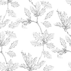 Seamless close-up pattern - oak branch, leaves and acorns on a white background. Pencil sketch, botanical illustration, artistic design. Oak bark, medicinal. Template for packaging design, wallpaper