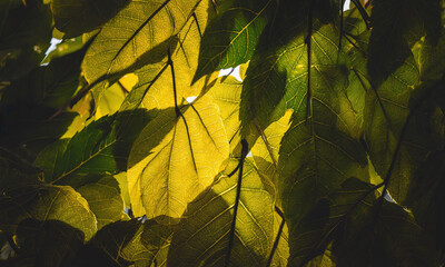 Close-up view of vibrant green and yellow leaves illuminated by sunlight, showcasing intricate textures and patterns, creating a serene natural atmosphere in a lush environment