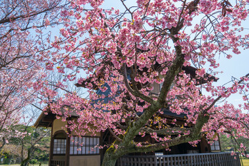 京都　渉成園の桜