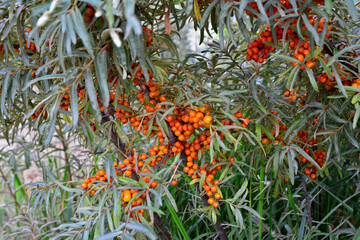 Sea Buckthorn Shrub Laden with Orange Berries