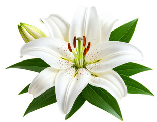 Fototapeta premium White Lily Flower with Dew Drops and Green Leaves, isolated on a transparent background