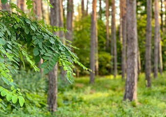 Fresh green leaves of acacia tree on blurred forest background in summer
