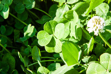 A background with a green field and a four-leaf clover in nature that brings good luck. Green...