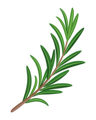 vector of a rosemary herb sprig with needle-like leaves and stem detail, isolated on white background
