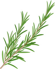Fototapeta premium vector of a rosemary herb sprig with needle-like leaves and stem detail, isolated on white background 