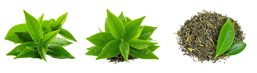 Fresh Green Tea Leaves and Dried Tea Isolated on Transparent Background