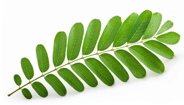 tamarind leaves isolated on white background with clipping path