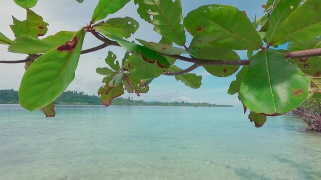 A beautiful tropical island in the Pacific Ocean with mangroves and coastal almond trees. A tropical island with calm waves and foliage in the foreground
