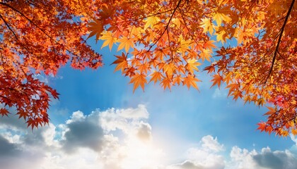 autumn background with japanese maple leaves against the blue sky