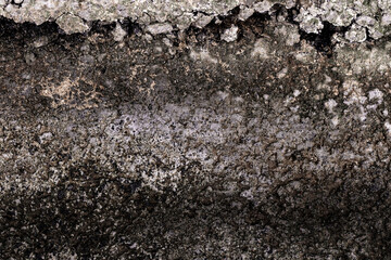 Close-up of a weathered and moldy concrete wall surface, featuring dark stains, textured decay, and organic deterioration in earthy tones