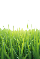 Obraz premium Lovely meadow steps. Background material. Graphic material. Pre-cropped. Park. Garden. Lawn.