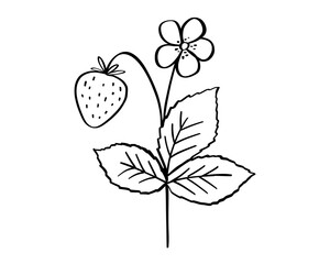 Strawberry twig doodle illustration, leaves, flower and berry outline sketch, hand drawn icon of summer plant
