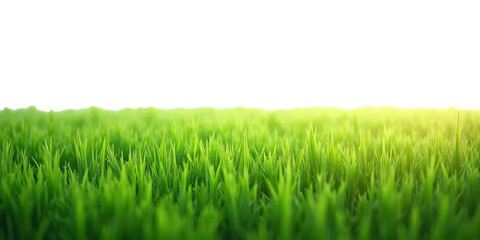 Obraz premium Lovely meadow steps. Background material. Graphic material. Pre-cropped. Park. Garden. Lawn.