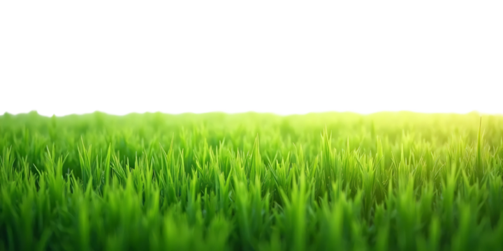 Lovely meadow steps. Background material. Graphic material. Pre-cropped. Park. Garden. Lawn.