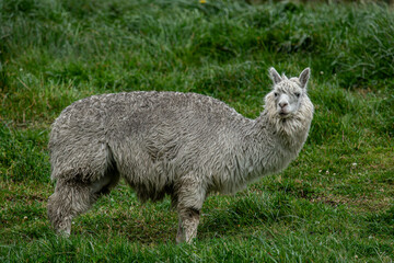 Huacaya alpaca (Vicugna pacos) in the meadow. It is one of the two main species of domestic alpacas, the other being the Suri alpaca.