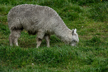 Huacaya alpaca (Vicugna pacos) in the meadow. It is one of the two main species of domestic alpacas, the other being the Suri alpaca.