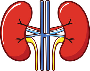 Cartoon illustration of a pair of human kidneys with their associated blood vessels.