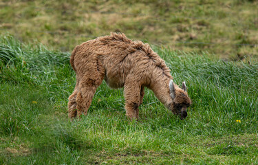 Huacaya alpaca (Vicugna pacos) in the meadow. It is one of the two main species of domestic alpacas, the other being the Suri alpaca.