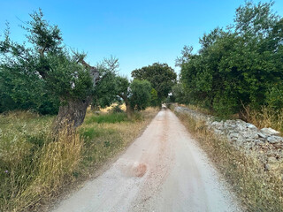 Lush olive groves and fields. Mediterranean olive grove with mature olive trees, fields under a...