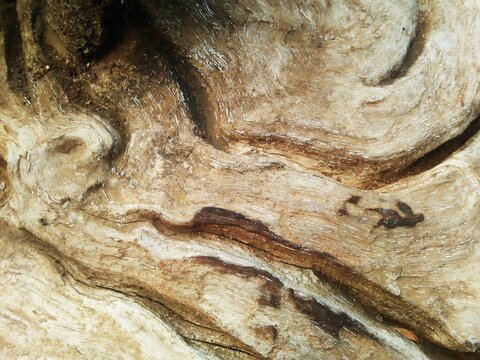 tree bark background