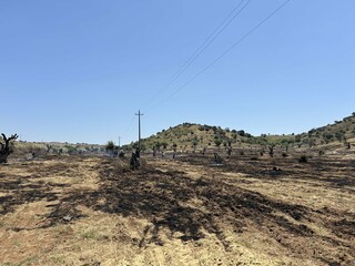 The land after a recent olive grove fire. Dead trees, bare mountains with burnt tree trunks. Roads...