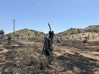 The land after a recent olive grove fire. Dead trees, bare mountains with burnt tree trunks. Roads...