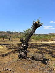 The land after a recent olive grove fire. Dead trees, bare mountains with burnt tree trunks. Roads...