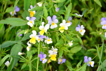 Close-up of vibrant pansies blooming in a field of wildflowers wallpaper