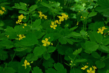 Celandine flowers and green leaves in a natural environment