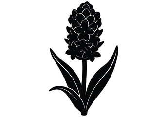 Hyacinth flower silhouette on white background