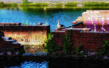Duck sitting on the edge of a brick wall near the water