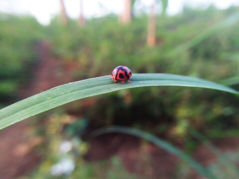 ladybug on grass