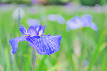 花菖蒲の花が咲く日本の風景