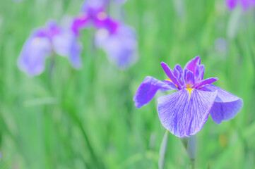 花菖蒲の花が咲く日本の風景
