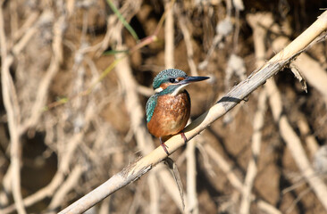 Kingfisher Nature Photography