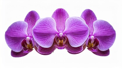 Fototapeta premium purple phalaenopsis orchid flower isolated with clipping path