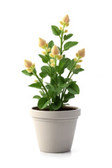 Potted Plant Featuring Beige Flowers and Green Leaves on Transparent Background Interior Decoration and Home Decor in Botanical Still Life