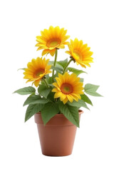 Obraz premium Vibrant Yellow Gerbera Daisy Flowers in Brown Pot with Transparent Background and Green Leaves in Bright Indoor Lighting Detailed Close Up