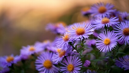 Obraz premium manyray aster symphyotichum anomalum